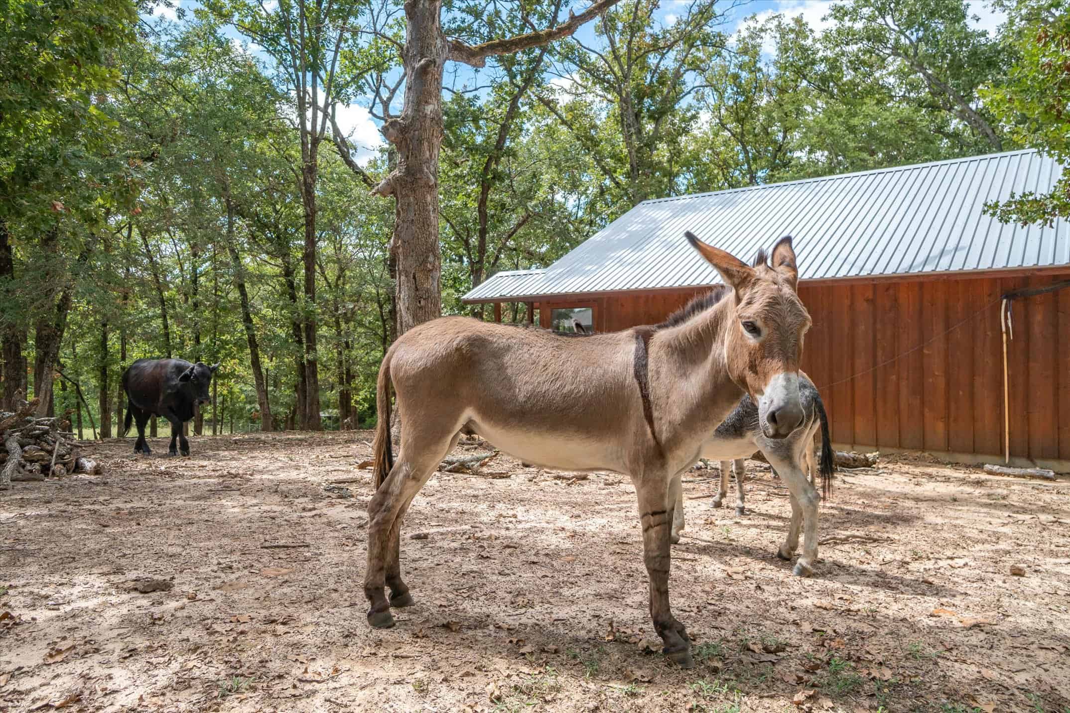 SOLD! Canton Texas Recreational Ranch One Hour East of Dallas