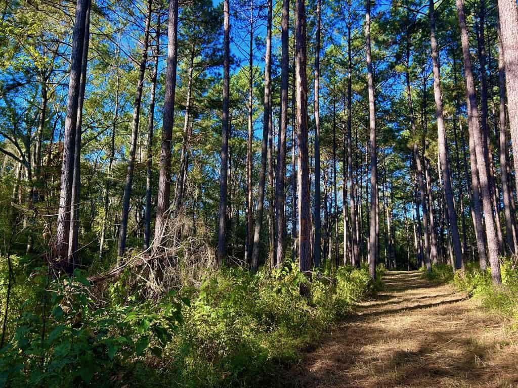 Smithdale MS 80+- Acres For Sale