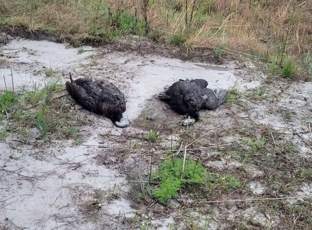 Hunting and Timberland for Sale in Ouachita Parish, LA