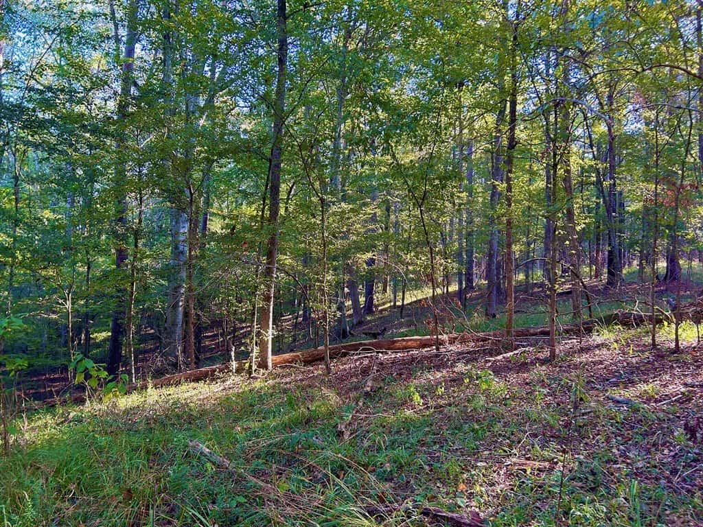 Smithdale MS 80+- Acres For Sale