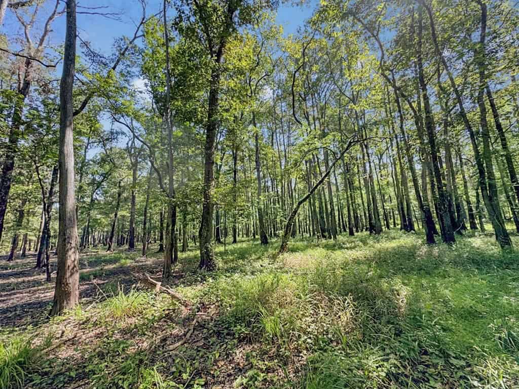 Duck Hunting Paradise for Sale in Ouachita Parish