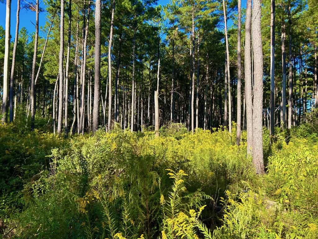 Smithdale MS 80+- Acres For Sale