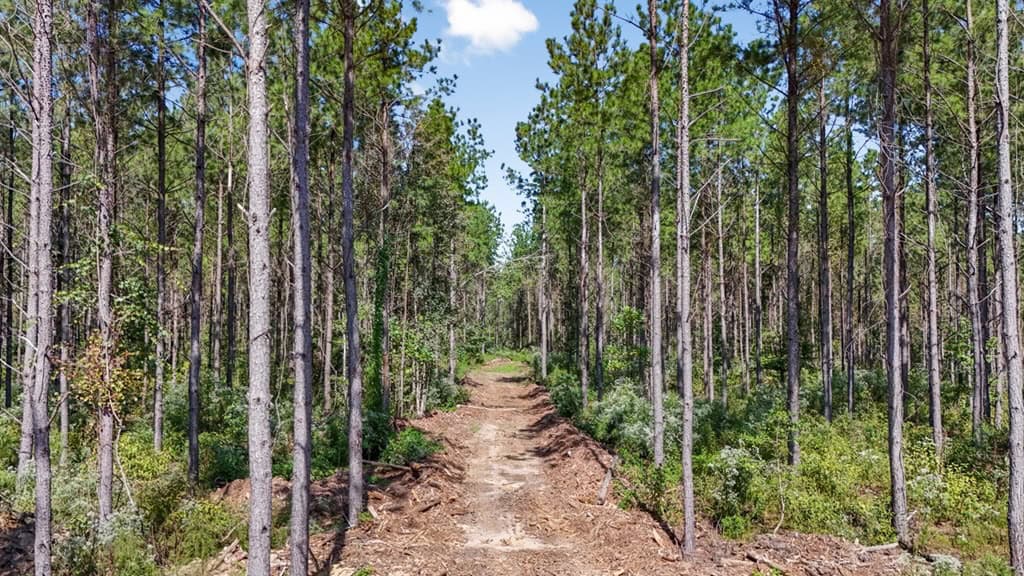 Turnkey Property in Amite County Connected to Caston Creek