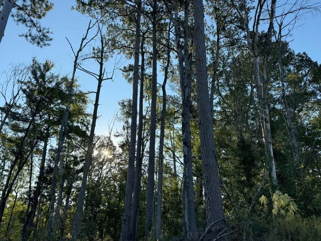 296 Acre Timberland for Sale with Creek Southwest MS