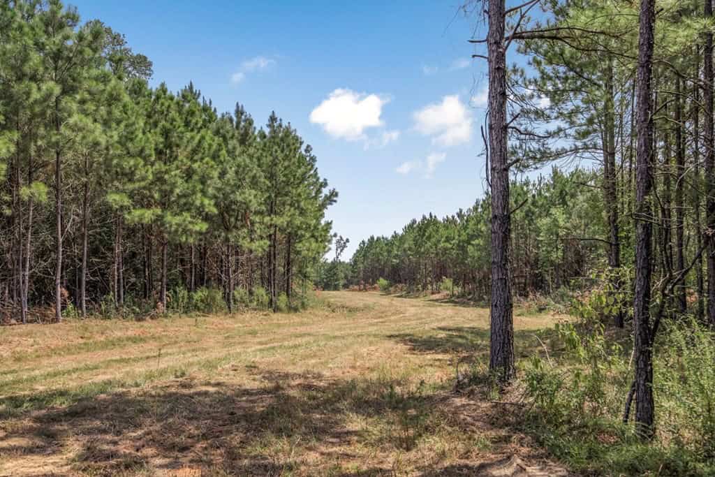137 Acres for Sale with Comite River Frontage