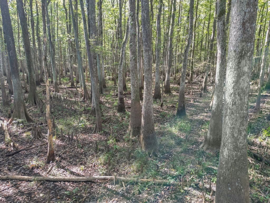 Hunting and Timberland for Sale in Ouachita Parish, LA