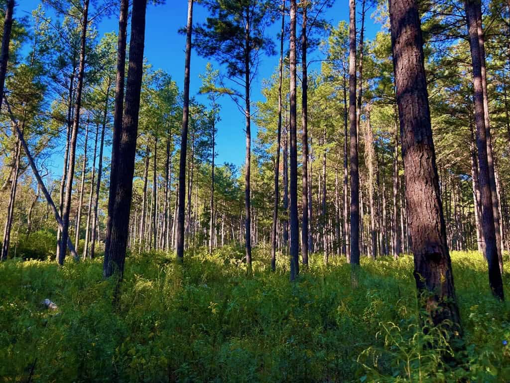 Smithdale MS 80+- Acres For Sale