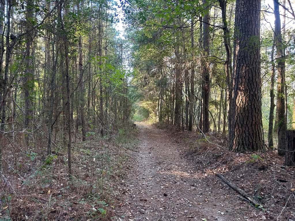 Smithdale MS 100+- Acres For Sale