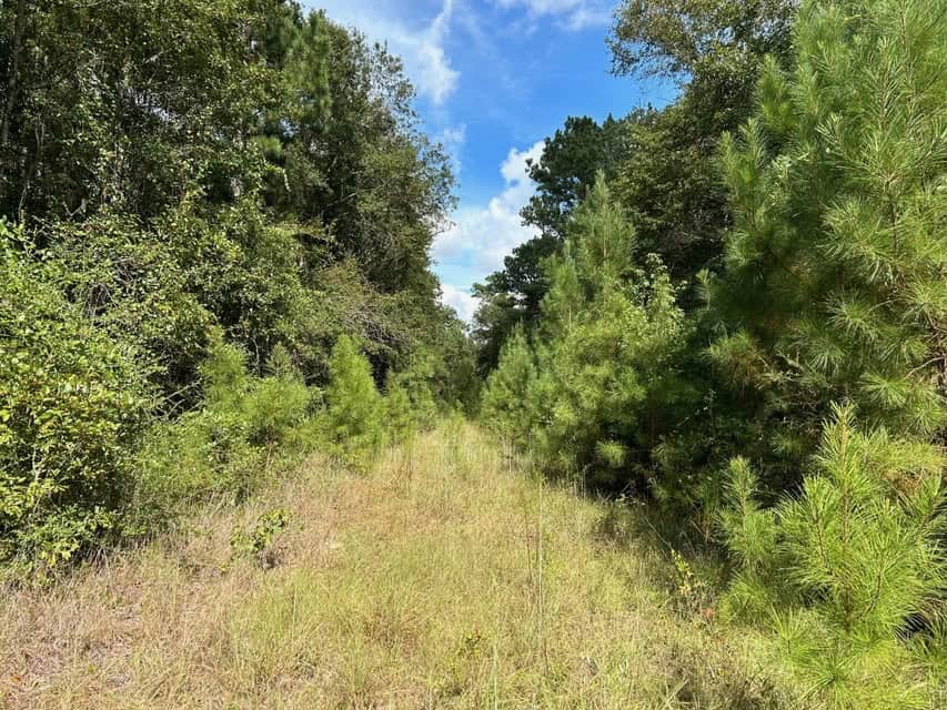 The Ideal 40 Acres