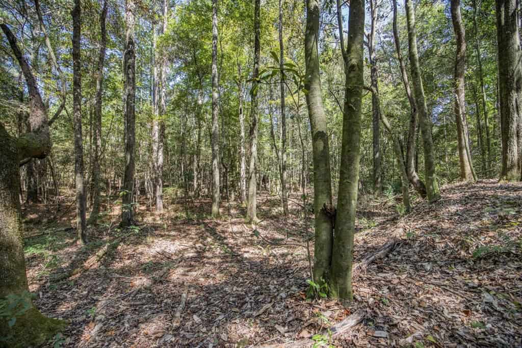 Turnkey Property in Amite County Connected to Caston Creek