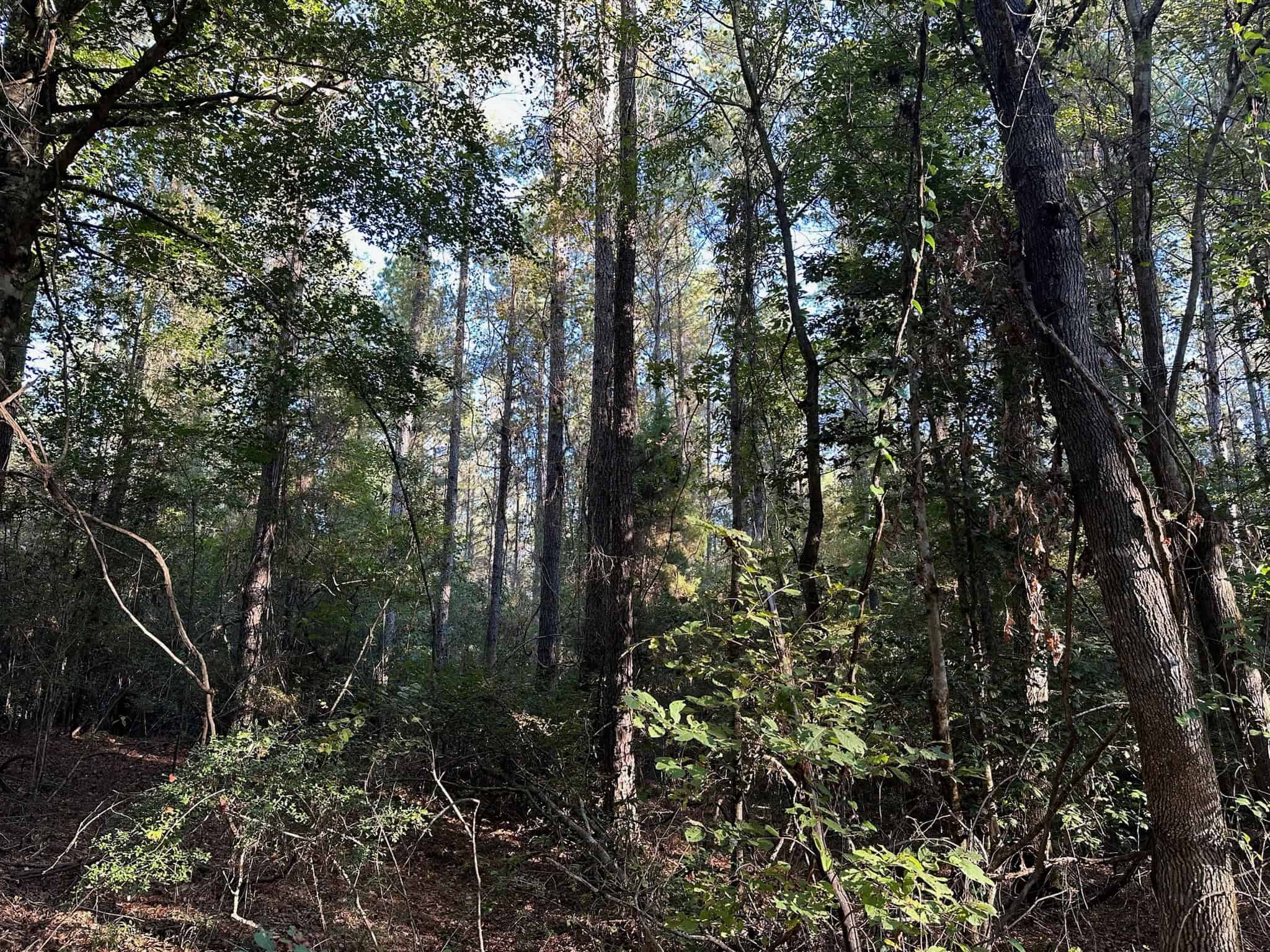 Hunting and Timberland Tract for sale in North Louisiana