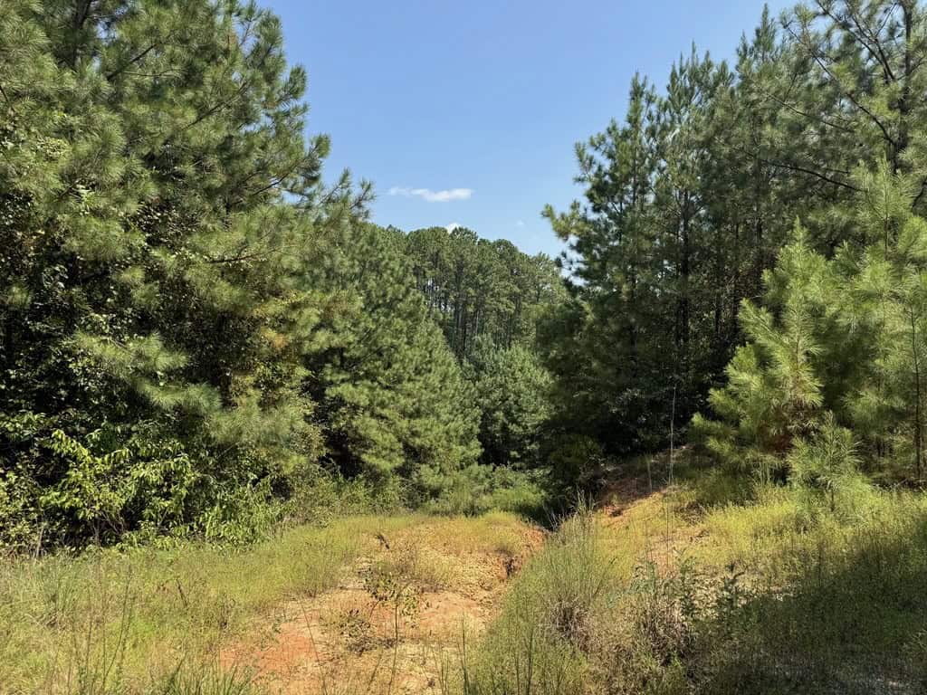 45 Acre Timberland Hunting Lincoln County South MS