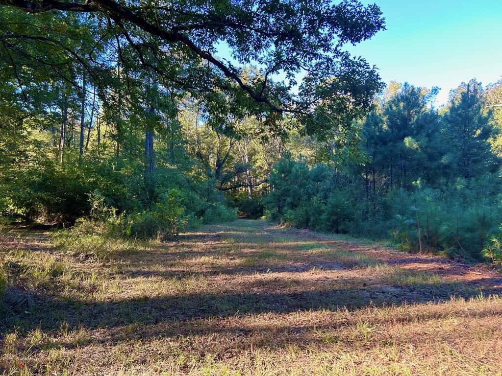 Smithdale MS 80+- Acres For Sale