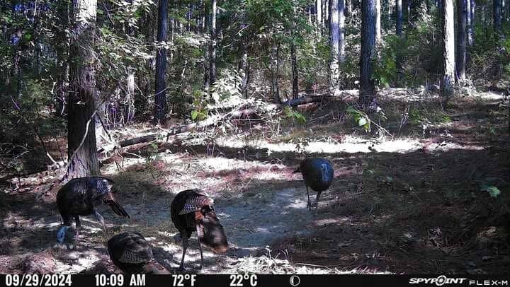 Hunting and Timberland for Sale in Ouachita Parish, LA