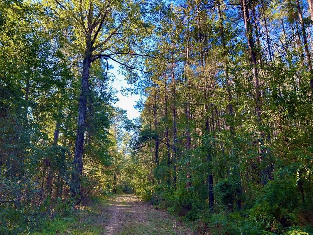 Smithdale MS 80+- Acres For Sale