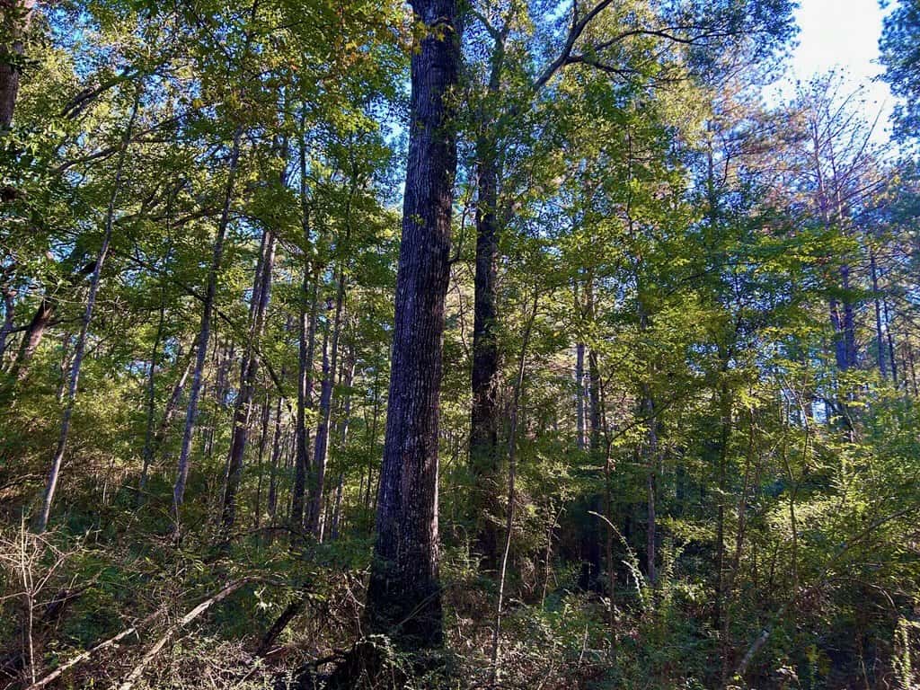Smithdale MS 80+- Acres For Sale