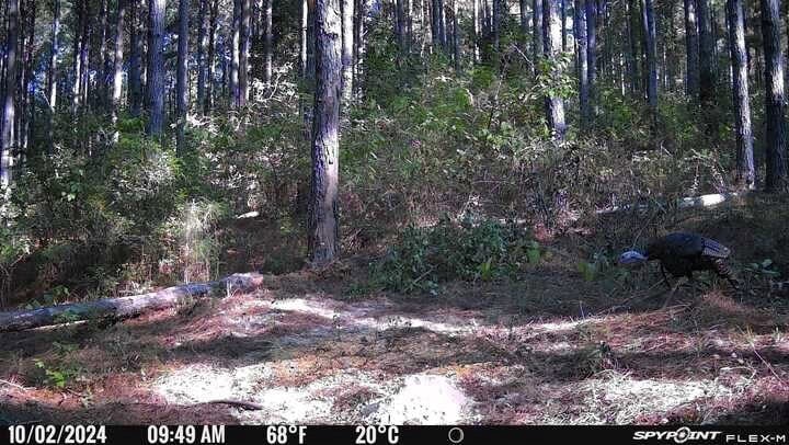 Hunting and Timberland for Sale in Ouachita Parish, LA