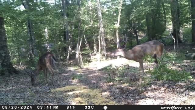 Hunting and Timberland for Sale in Ouachita Parish, LA