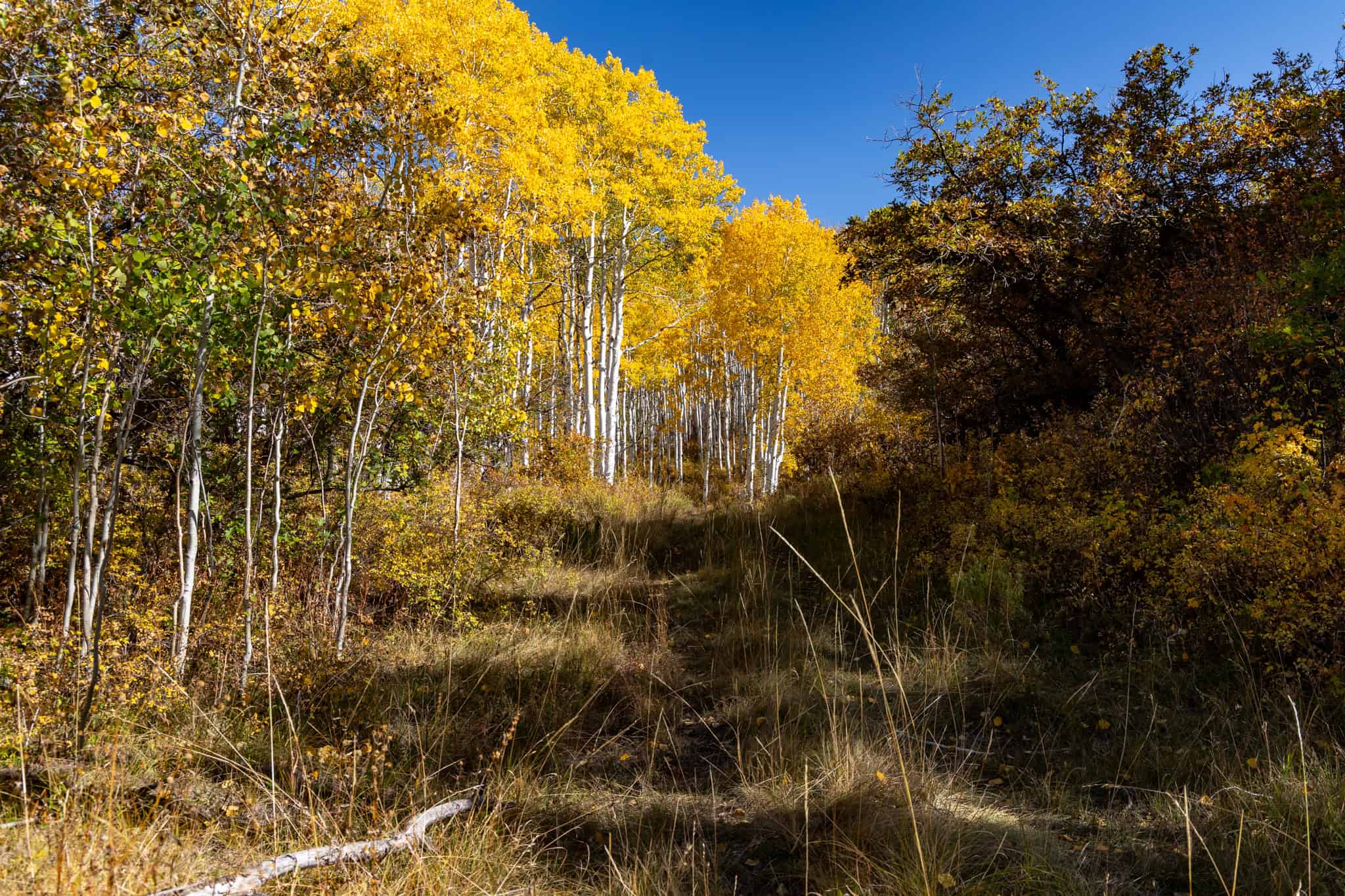 Buckhorn Lakes Ranch–Montrose, CO Elk & Mule Deer Hunting Property for Sale