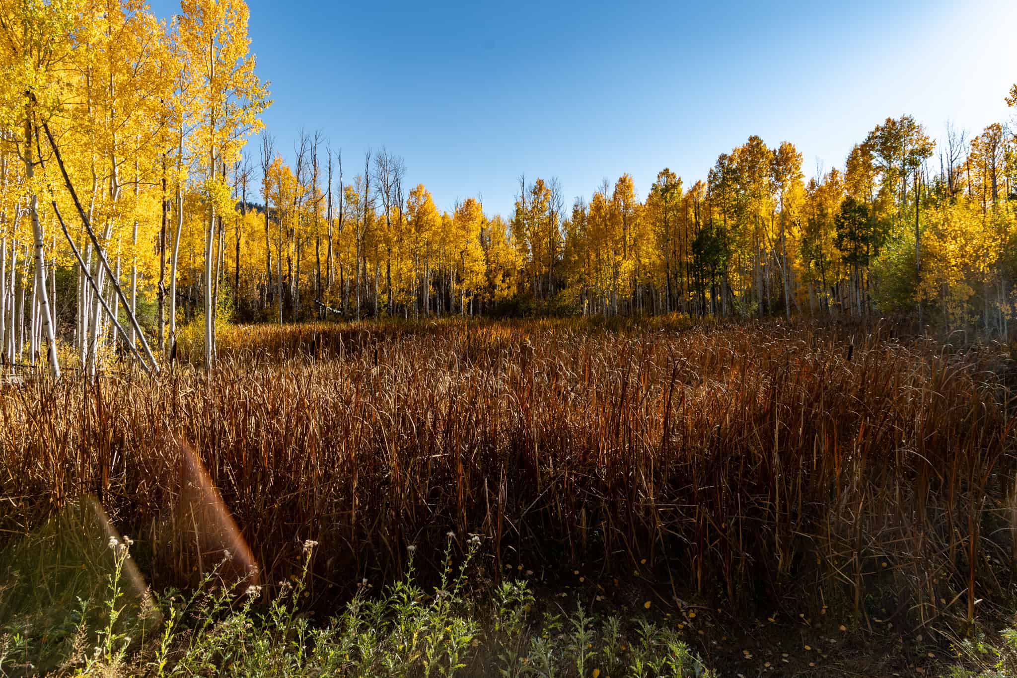 Buckhorn Lakes Ranch–Montrose, CO Elk & Mule Deer Hunting Property for Sale