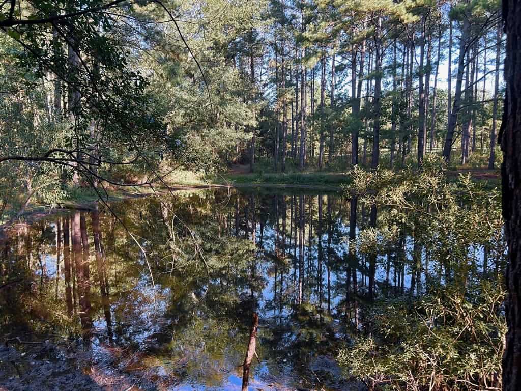 Smithdale MS 80+- Acres For Sale