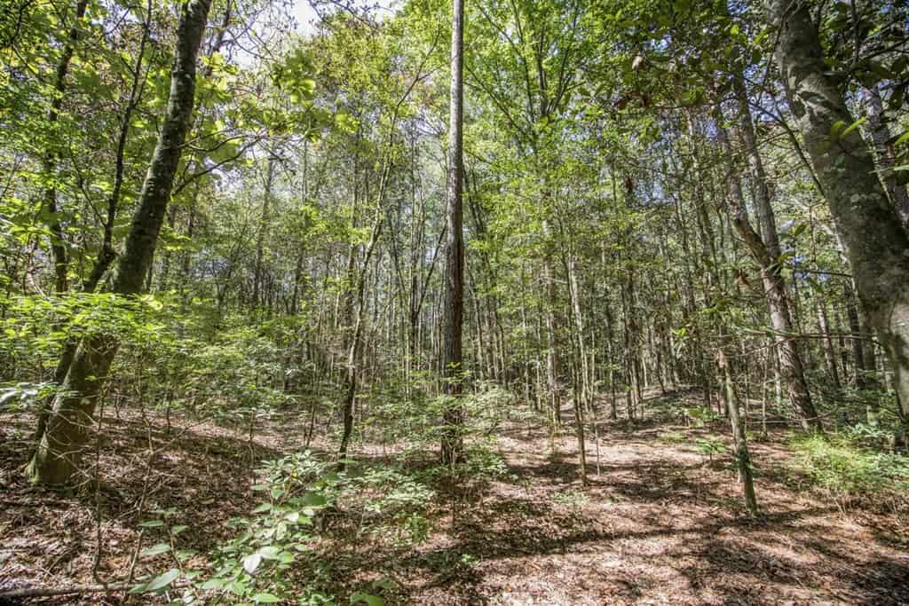 Turnkey Property in Amite County Connected to Caston Creek