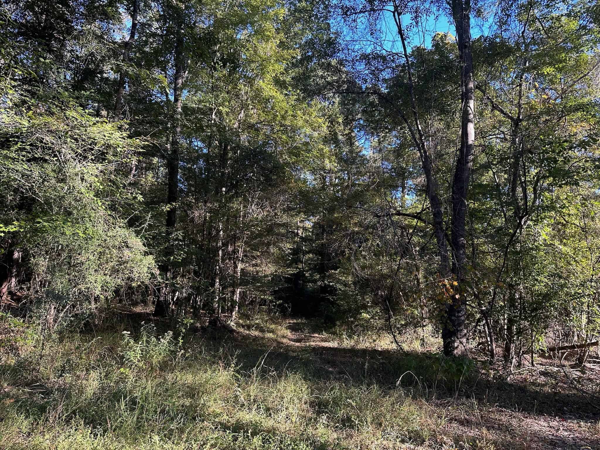 Hunting and Timberland Tract for sale in North Louisiana