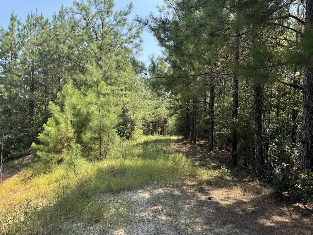 45 Acre Timberland Hunting Lincoln County South MS