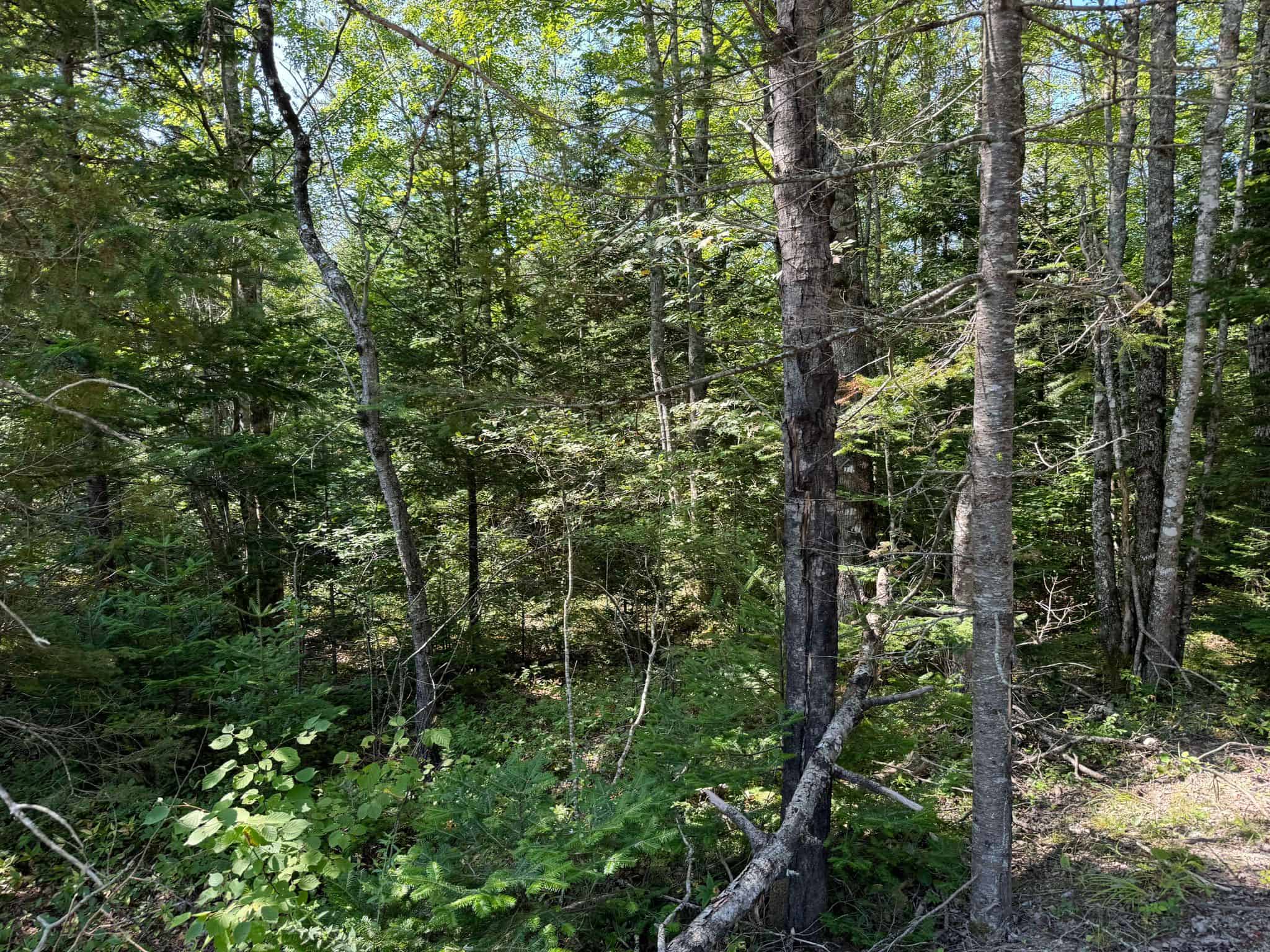 21 Acre Wooded Lot