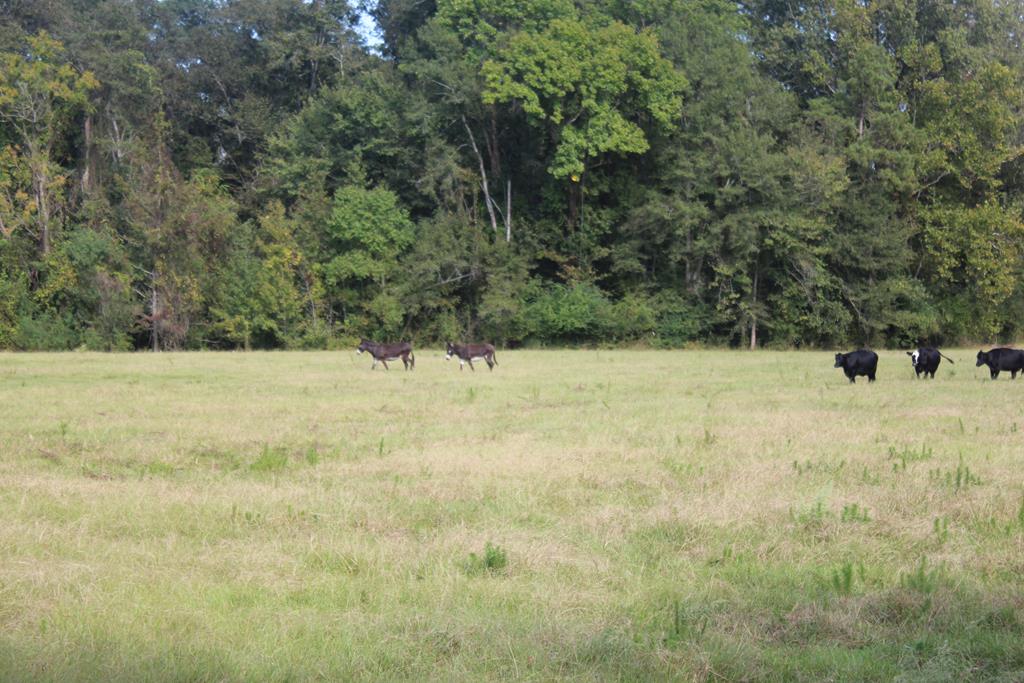 50 Acre Riverfront Property For Sale Simpson County, Mississippi