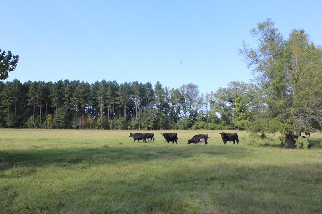 50 Acre Riverfront Property For Sale Simpson County, Mississippi