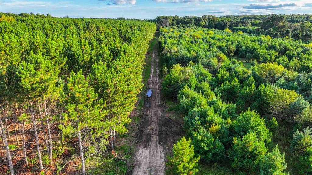 MFL Timberland Property For Sale in Portage County
