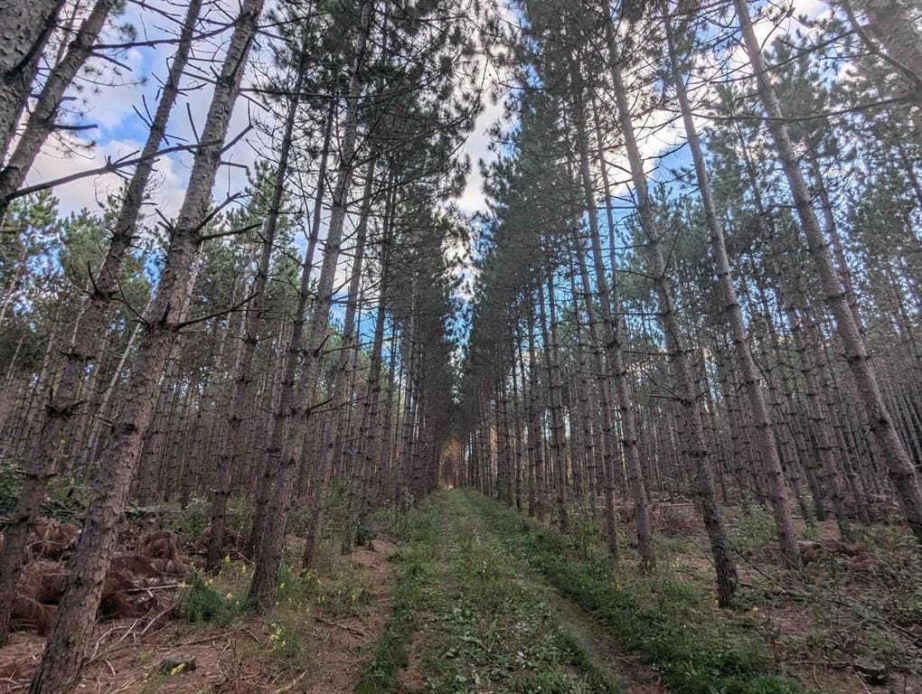 MFL Timberland Property For Sale in Portage County