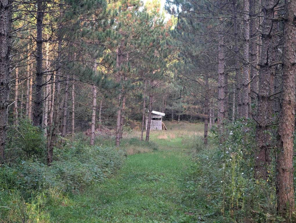 MFL Timberland Property For Sale in Portage County