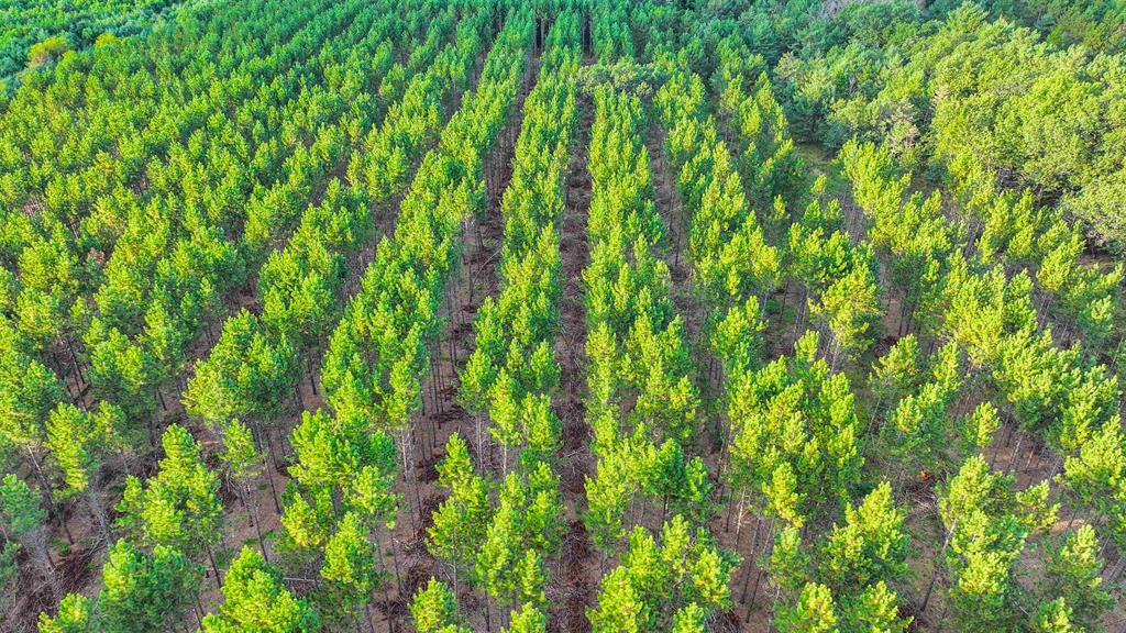 MFL Timberland Property For Sale in Portage County