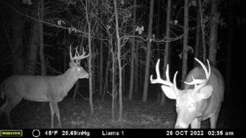 MFL Timberland Property For Sale in Portage County