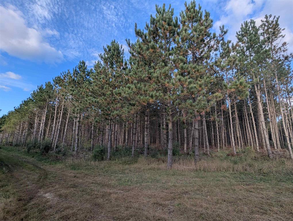 MFL Timberland Property For Sale in Portage County