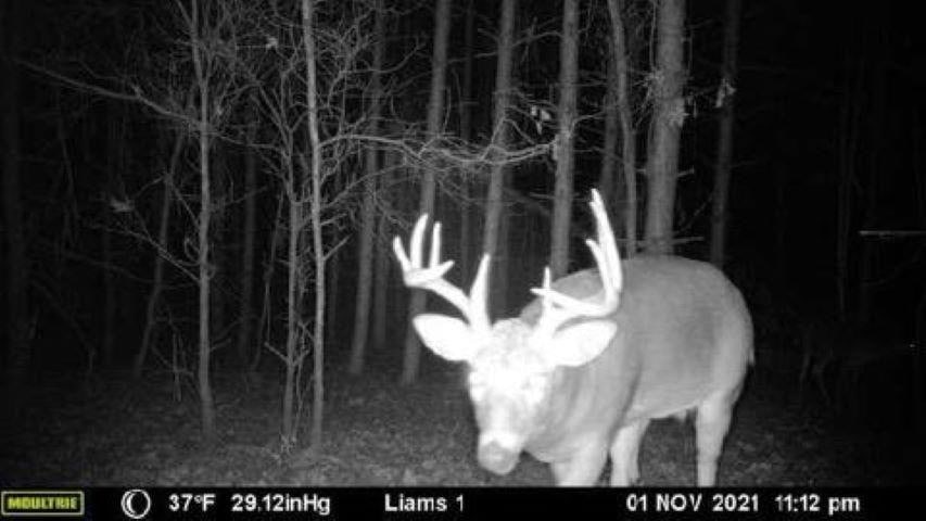 MFL Timberland Property For Sale in Portage County
