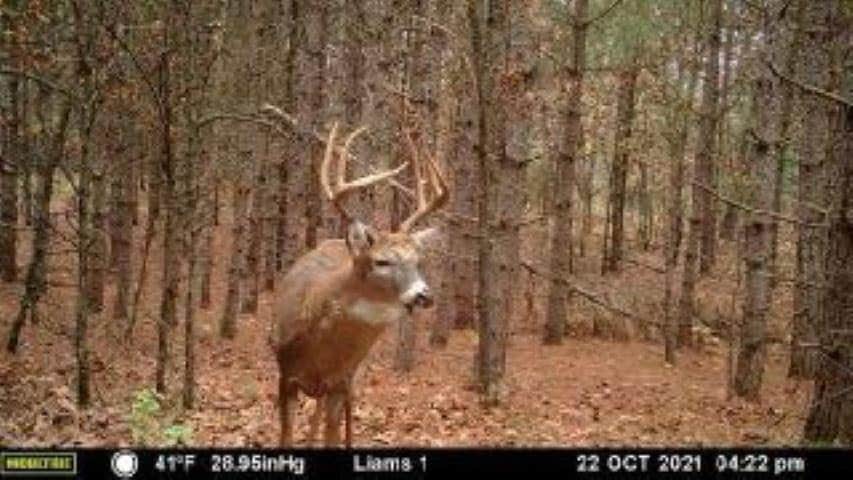 MFL Timberland Property For Sale in Portage County