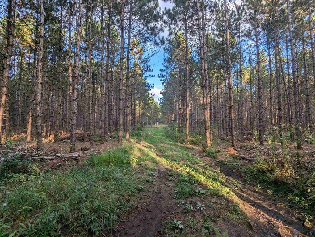 MFL Timberland Property For Sale in Portage County