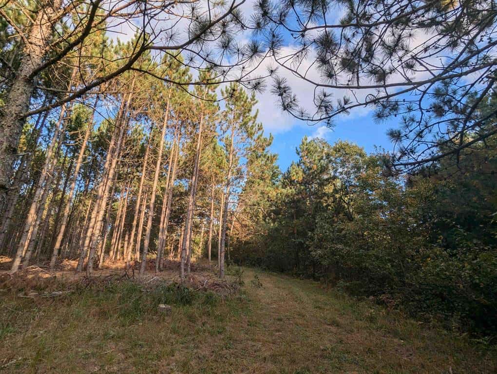 MFL Timberland Property For Sale in Portage County