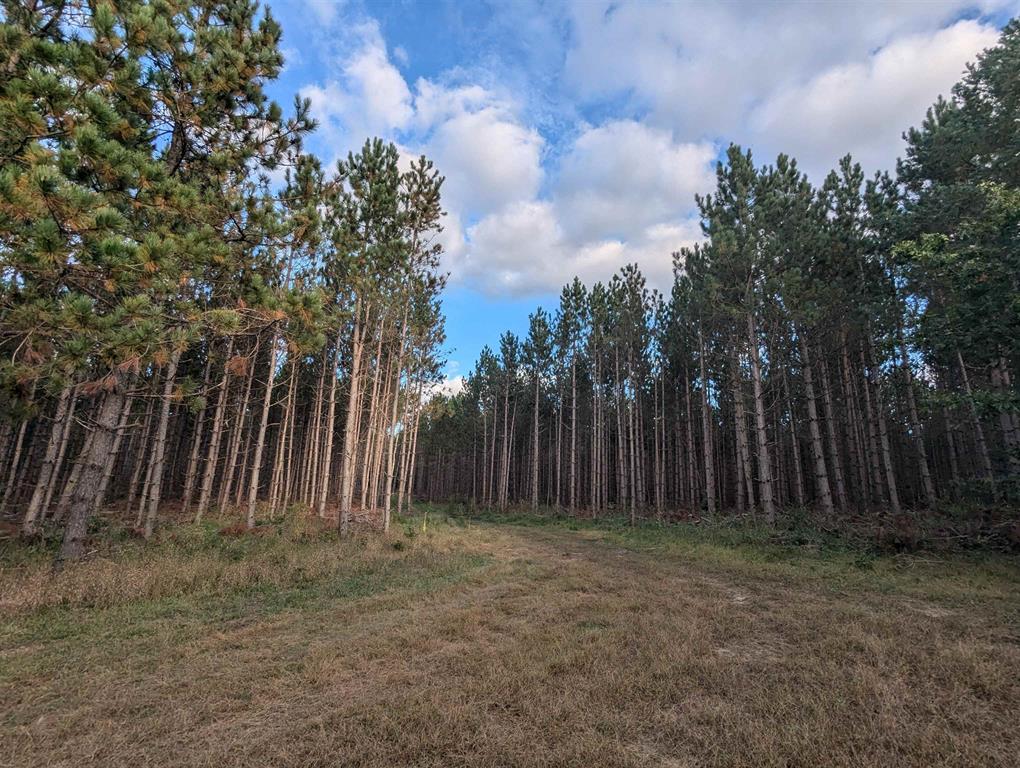 MFL Timberland Property For Sale in Portage County