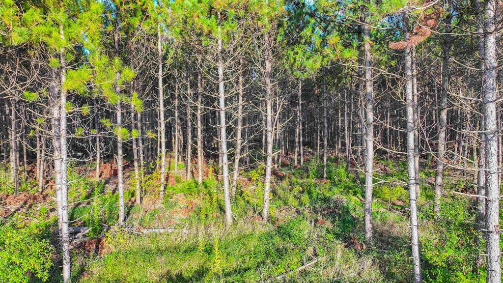 MFL Timberland Property For Sale in Portage County