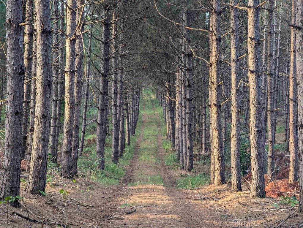 MFL Timberland Property For Sale in Portage County