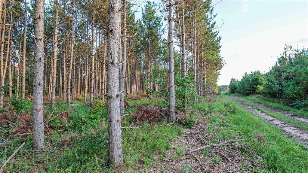 MFL Timberland Property For Sale in Portage County