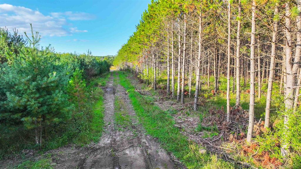 MFL Timberland Property For Sale in Portage County