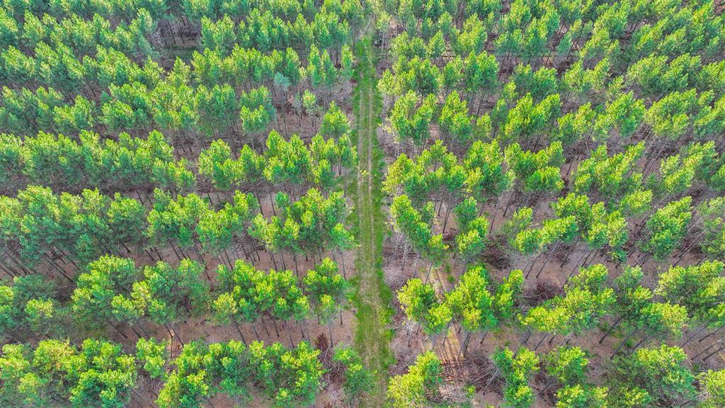 MFL Timberland Property For Sale in Portage County