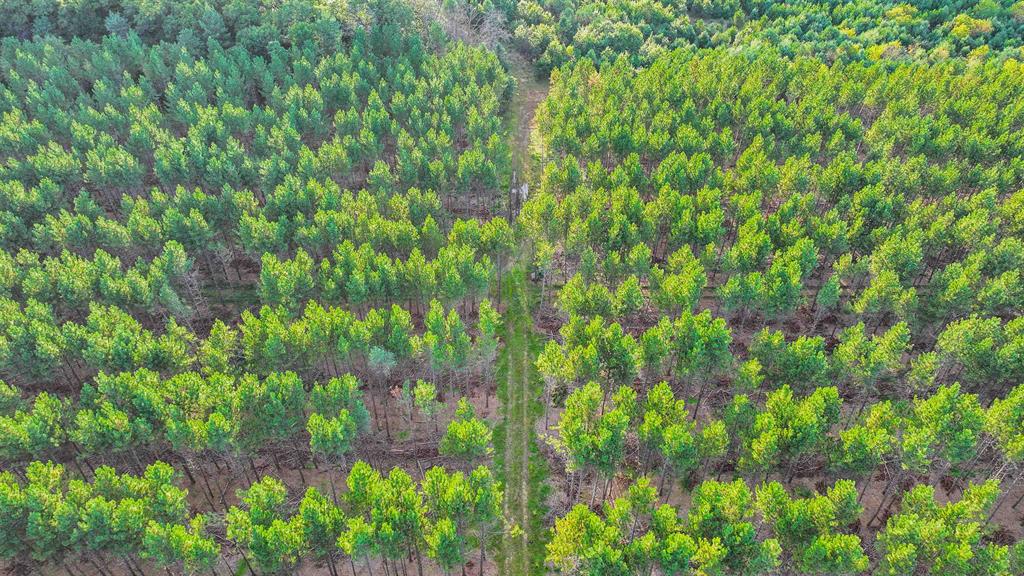 MFL Timberland Property For Sale in Portage County