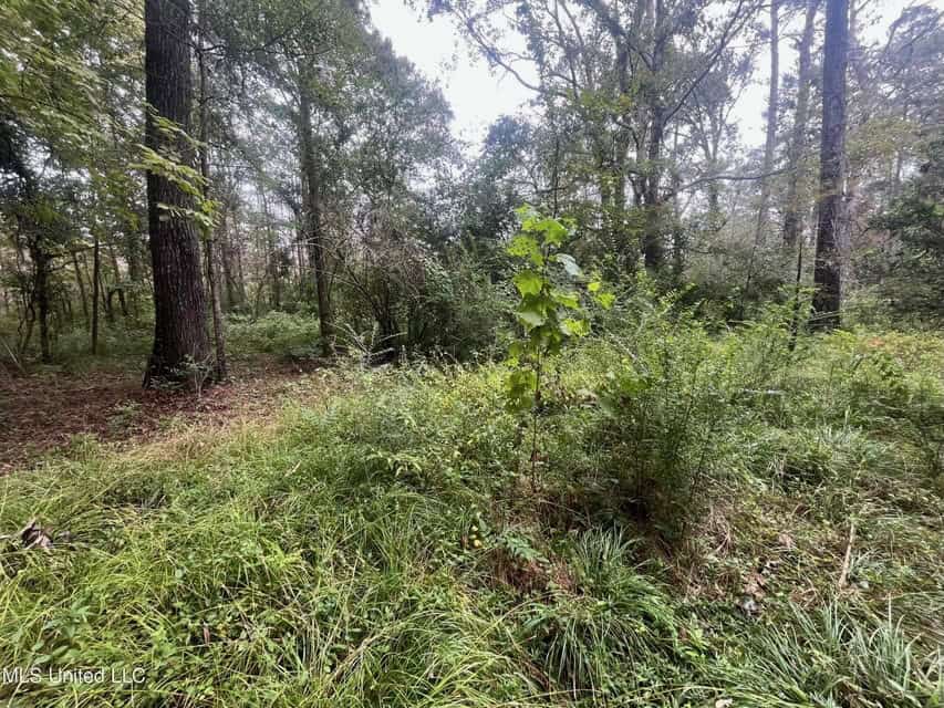 42 Acres for Sale with Old Country Home Scott Co MS