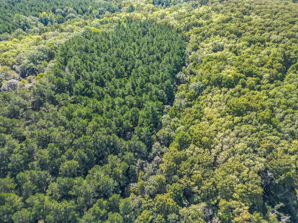 Hunting and Timberland for Sale in Ouachita Parish, LA